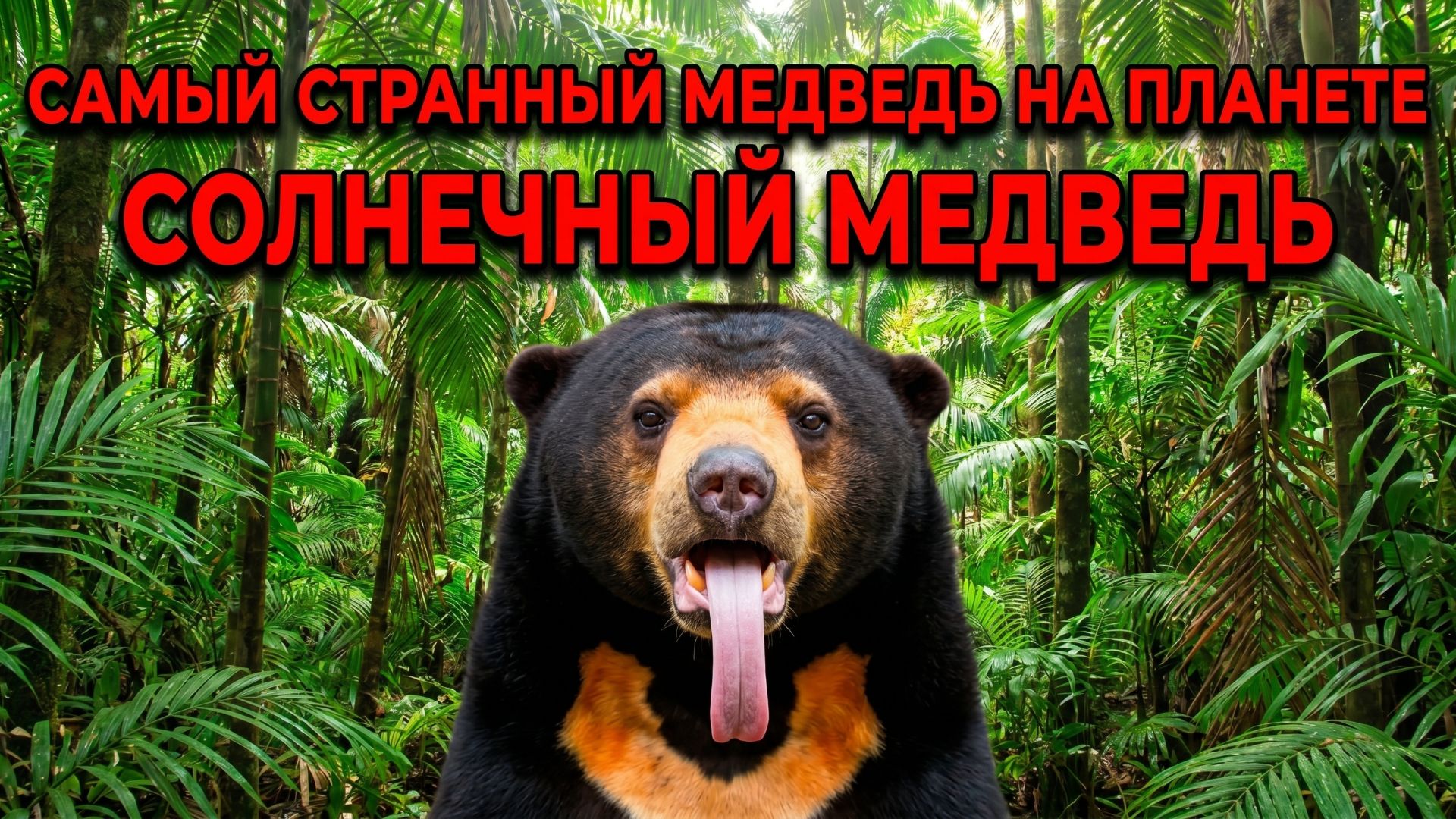 Солнечный медведь - самый странный медведь на планете