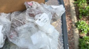 Лилии из Пулков Сад 🌿🌿🌿 очередная порция красоты 🌿🌿🌿