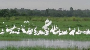 🐦Тысячи птиц находят убежище на Хайнане: как остров стал домом для редких видов