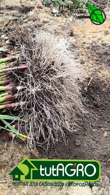 Чеснок БЕЗ ухода: результат вас шокирует! Сажаю так уже третий год.