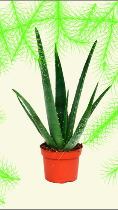 стук против алое