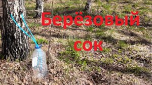 Берёзовый сок. Гриб строчок. Семейный поход в лес. Съёмка квадрокоптером.