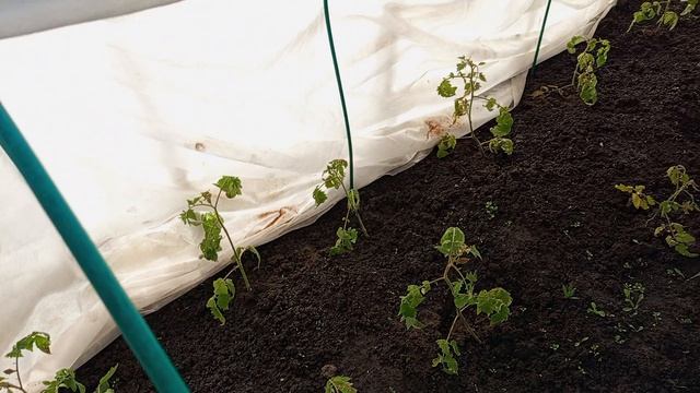 ЧЕТЫРЕ ДНЯ  ПОСЛЕ ВЫСАДКИ ТОМАТОВ В ТЕПЛИЦУ.