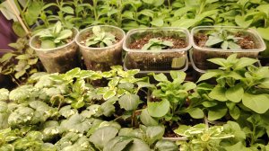 26 апреля 2026г. Гибнет рассада томатов((( снова сею... Томаты и огурцы)))