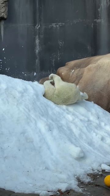 Белый медведь