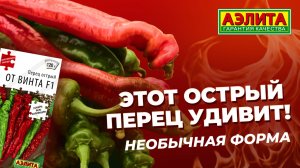 Уникальный гибрид острого перца ОТ ВИНТА F1 - очень длинные плоды интересной формы!
