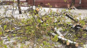 Сейчас 27.04.2026г., позор работы деятельности Главе управы района Хорошево-Мневники по г. Москве