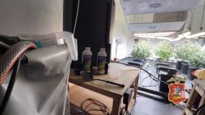 В подмосковной деревне Астрецово выявлена теплица для круглогодичного выращивания конопли