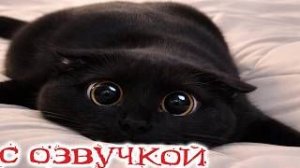 Приколы_с_котами__С_ОЗВУЧКОЙ__Самые_Смешные_животные__Смешные_коты__ДО_слёз__-_YouTube