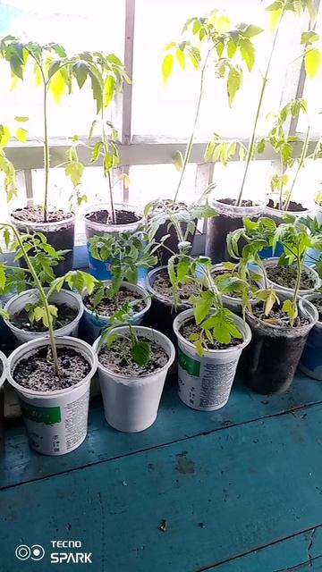 Мои помидоры , ☺️