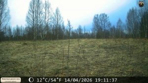 А это - лис. Две лисицы не могут жить на одной территории; так может жить только пара.mp4