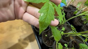 Что с рассадой? Помогите разобраться 🙏🙏🙏