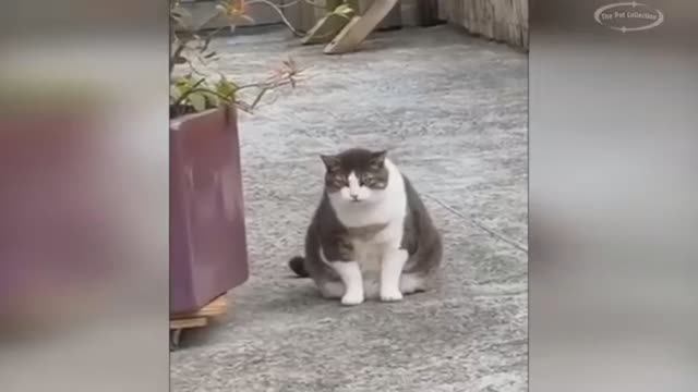 Топ смешных моментов с нашими любимыми домашними животными 🐈🐈⬛🐕🦺🐩🐕