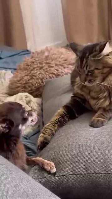 Прибалтийская боевая