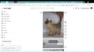 Котята питомника кошек  БРАУНИ КЭТ