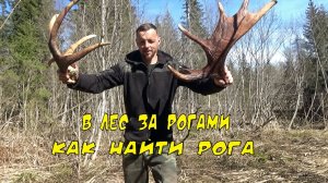В лес за рогами. Где искать рога лося.