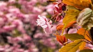 Цветение сакуры в Саду Дружбы