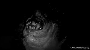 ПОРОСЁНОЧЕК УДАЛЕННАЯ ИСТРИЯ С ЮТУБА