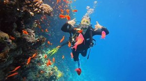 Первое погружение Шарм-эль-Шейх (красное море) 2026 год Отель safir sharm waterfalls