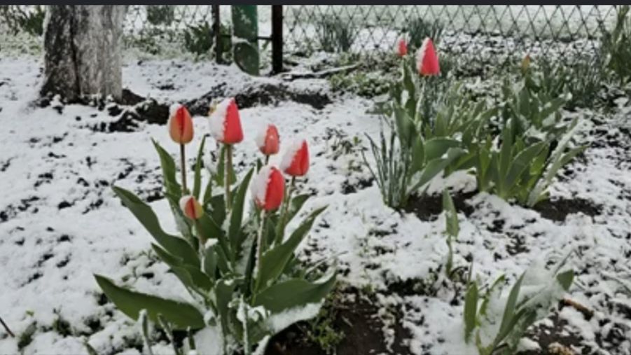 СНЕЖНАЯ ВЕСНА