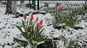 СНЕЖНАЯ ВЕСНА