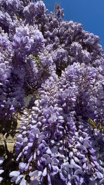 Крым цветение глицинии прямо сейчас! Симеиз 2026 #крым #крым2026 #симеиз