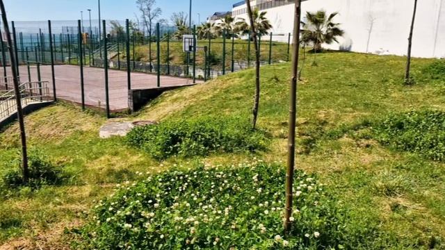 Павловния - деревья для быстрого озеленения городских и частных территрий