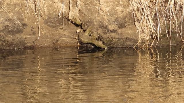 "Неведомый древний зверь"  на Ижоре