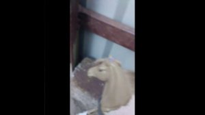 2 сезон 1 серия серял лошадь Востока