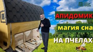 Апидомик из кедра: Ваша персональная SPA-капсула от «КедрПром»