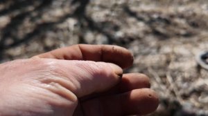 этой деревне больше трехсот лет . монеты есть ....