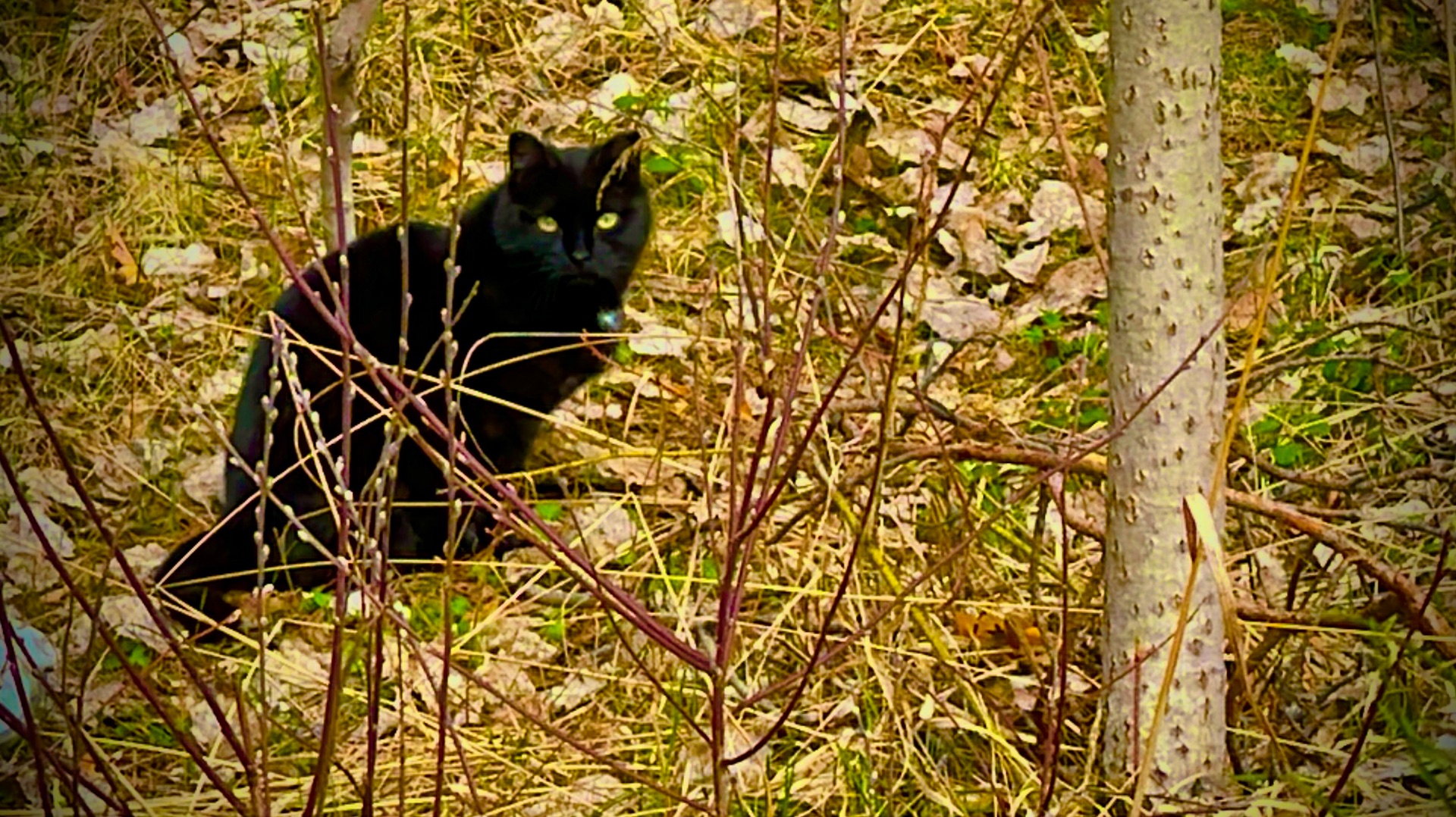 Встретили в лесу чёрного кота🐈⬛