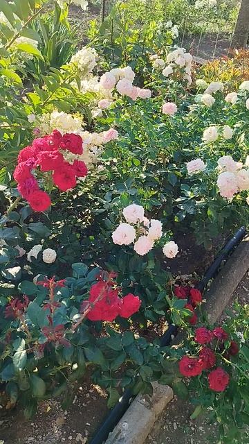 Роза флорибунда Рот Кепхен (Красная Шапочка).