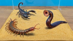 Кровожадная Пиявка против Скорпиона и Сколопендры! Кто победит