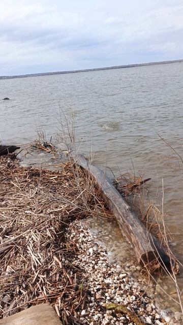 Волга дровишек подкинула