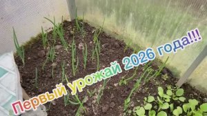 Первый урожай 2026 года!!!