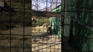 Поездка в Тайган