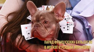 Парад французских бульдогов в Москве в усадьбе Воронцово *