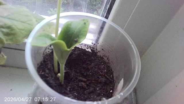 Обзор нашей рассады кабачков сорта ЗЕБРА - посев 15 апреля