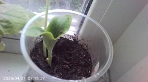 Обзор нашей рассады кабачков сорта ЗЕБРА - посев 15 апреля