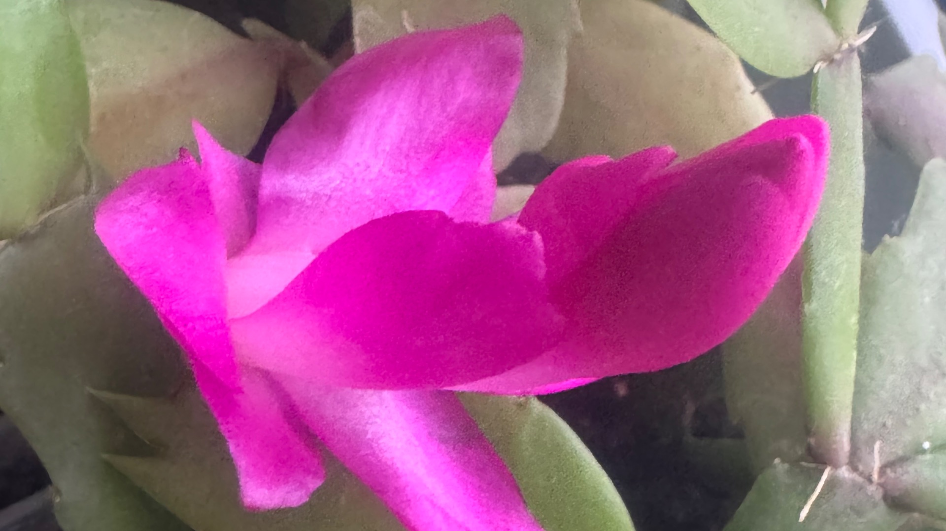 Р-т Бат-Шева Малка Альбац "Ты и твой дом"