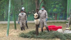 🐼Панда-малыш Маньланьцзай впервые предстал перед публикой