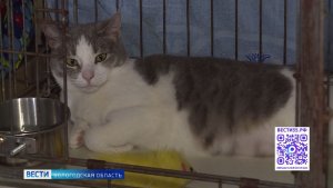 Дом для животных: вологжане ищут любящих хозяев брошенным кошкам