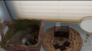 УГОЛОК МОЕГО ДОМОВОГО