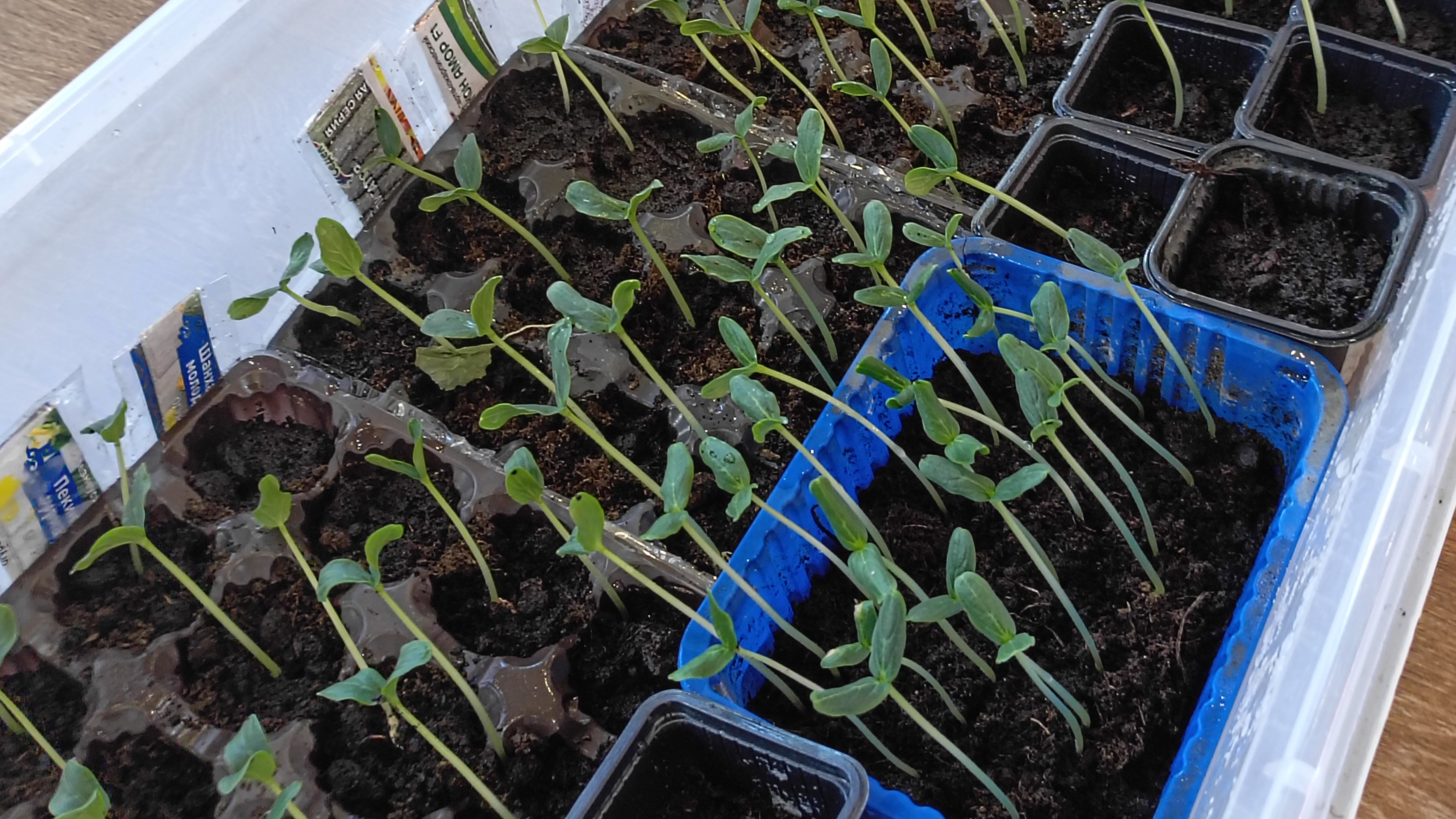 Огурцы🥒взошли за 4 дня😳 25.04.27