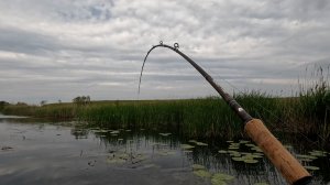 Всего 2 поклевки, но какие!!!