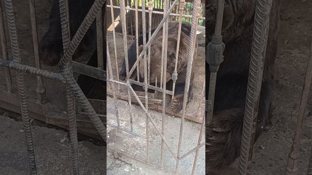 Омский Мишка Балу