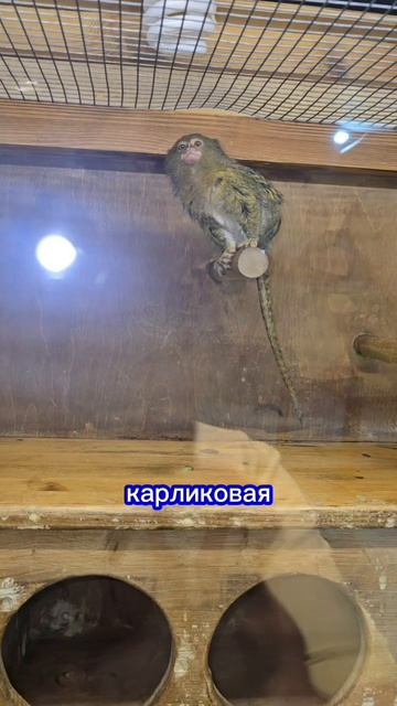 редкий дикобраз