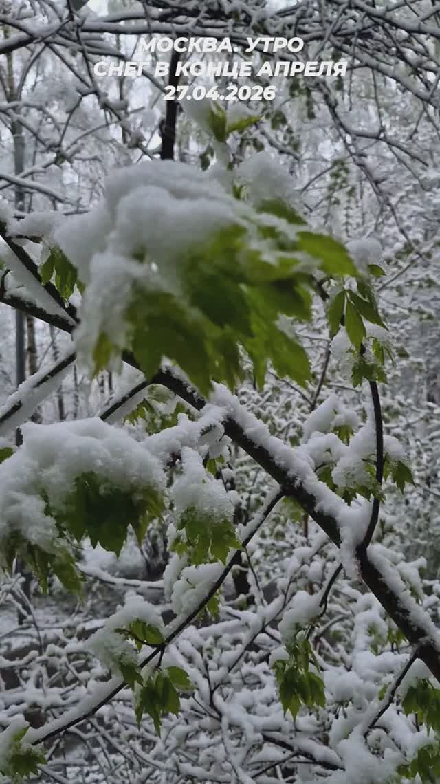Апрельское утро в Москве. Зимний привет 27.04.2026. У природы нет плохой погоды...