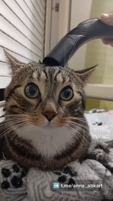 Почему через тело быстрее

#психологиятела #телеснаятерапия #психосоматика #эмоциивтеле #работаспсих